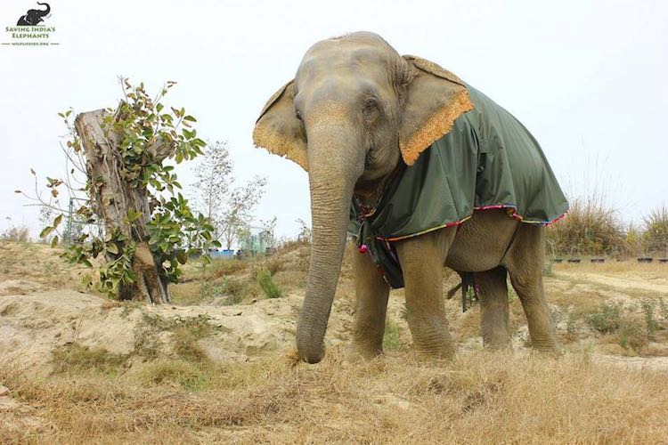 elephant-green-sweater-wildlife-sos