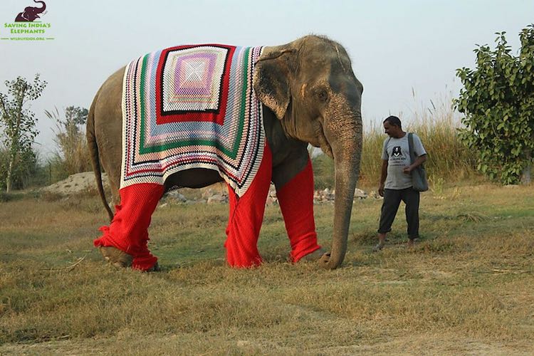 elephant-sweater-wildlife-sos