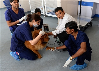 veterinary doctor exam books in india 