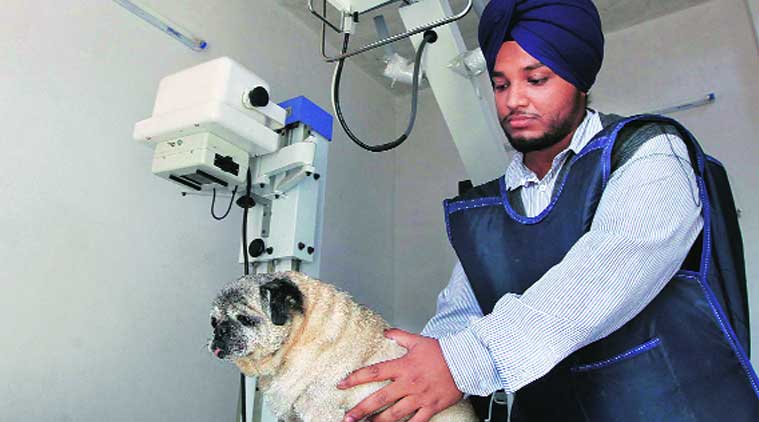 how to become a veterinary doctor in India information
