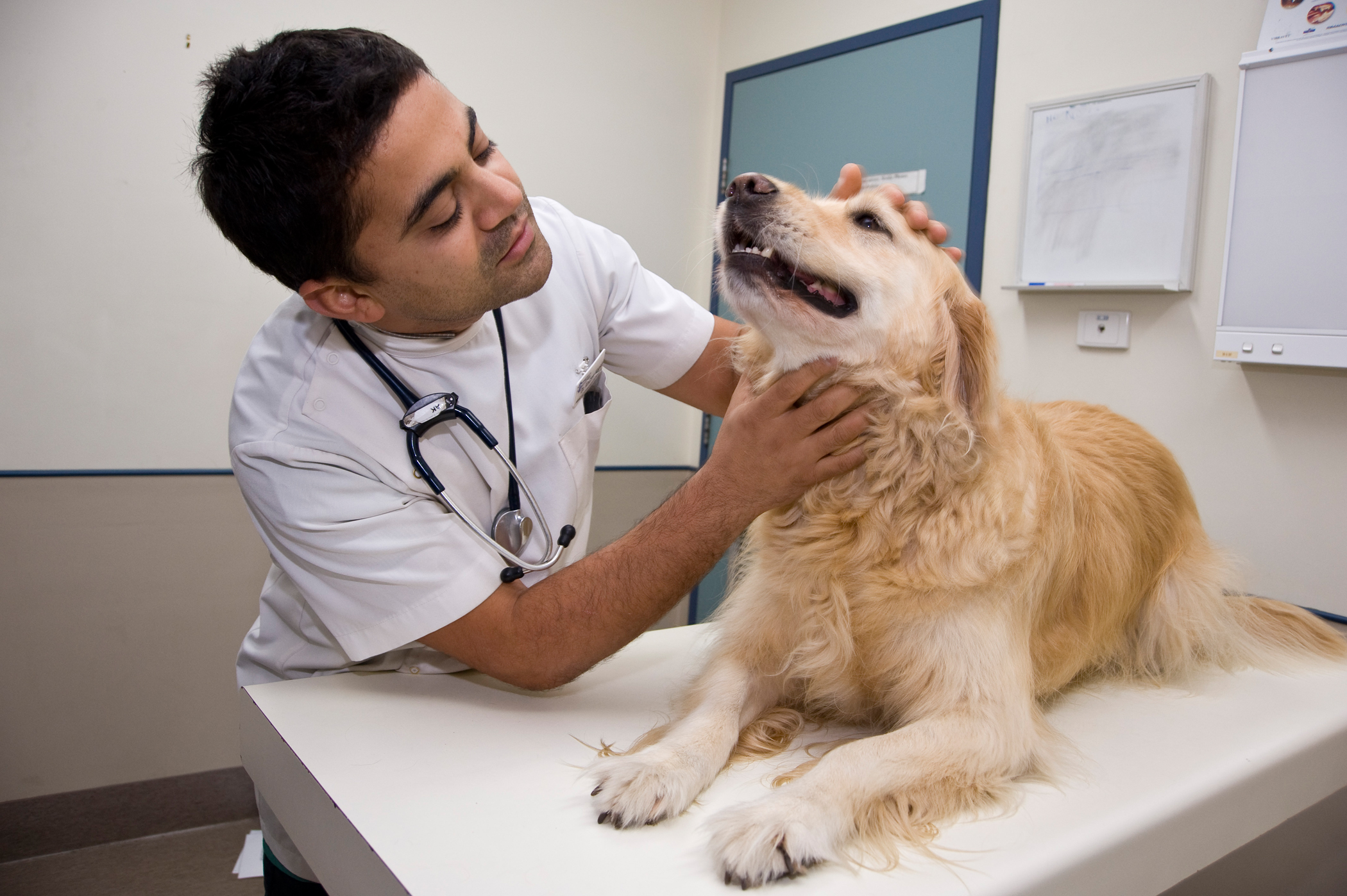 Какие животные лечат. Ветеринар с собакой. Осмотр собаки. Осмотр ветеринара. Животное на приеме у ветеринара.