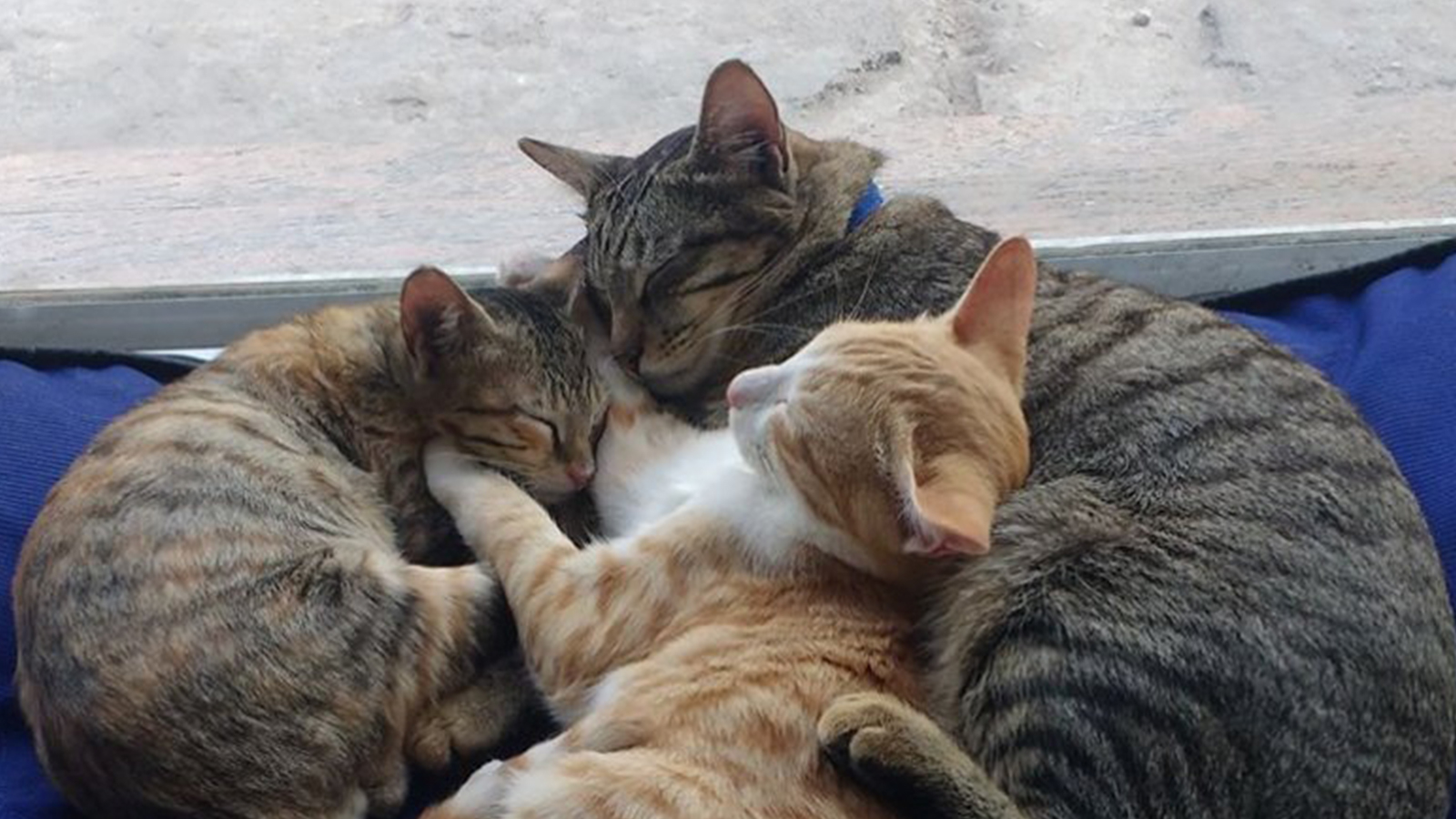 Meet the Cute Couple Behind Bangalore Cat Cafe, 'The Cat ...